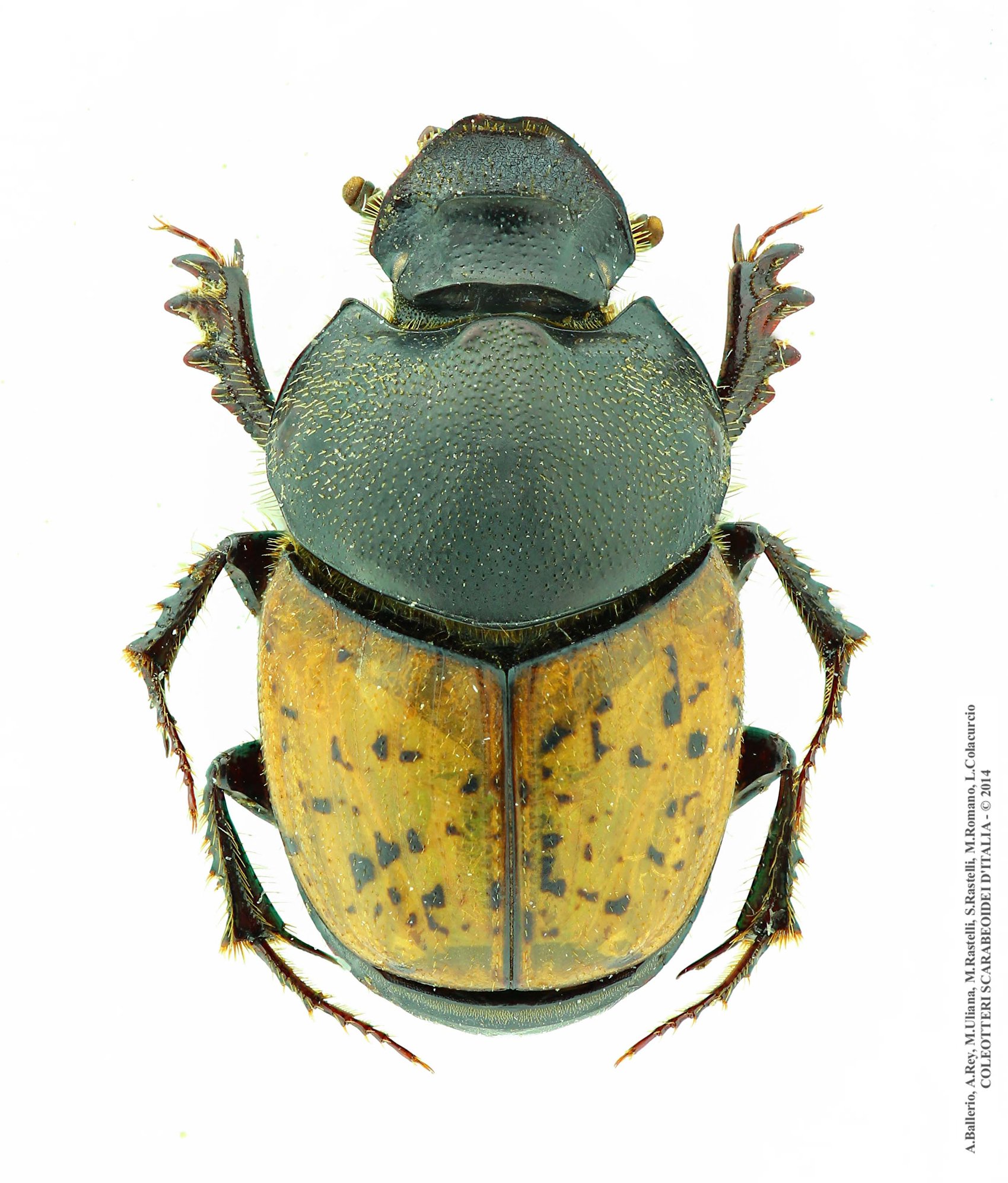 Onthophagus gibbulus gibbulus, femmina